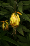 Aloe striatula RCP7-10 149.jpg
